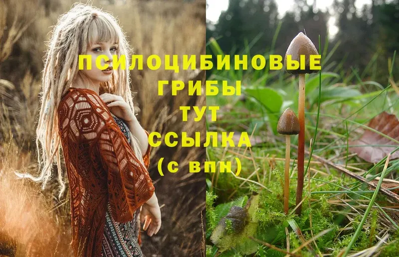 дарнет шоп  Апатиты  Галлюциногенные грибы Psilocybine cubensis 